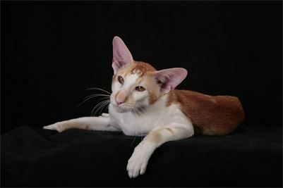 EL SHAKLAN BRAHMA OF LANDICAN