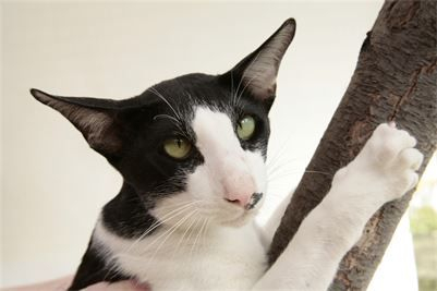 IGrCh & Pr INLAY JOOP VAN SCALINDJO