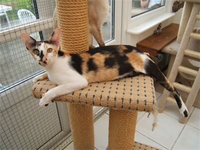 LANDICAN BISPECIALORDER