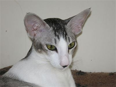 Pr LUNATORA ARIANASTAR