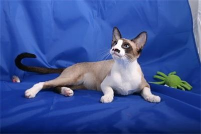 LUNATORA BLAZEOF GLORY