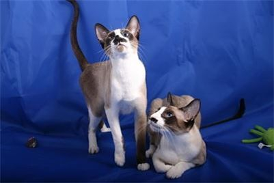 LUNATORA FADETOWHITE and LUNATORA BLAZEOF GLORY