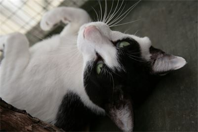 TASSAM TOM OF LANDICAN