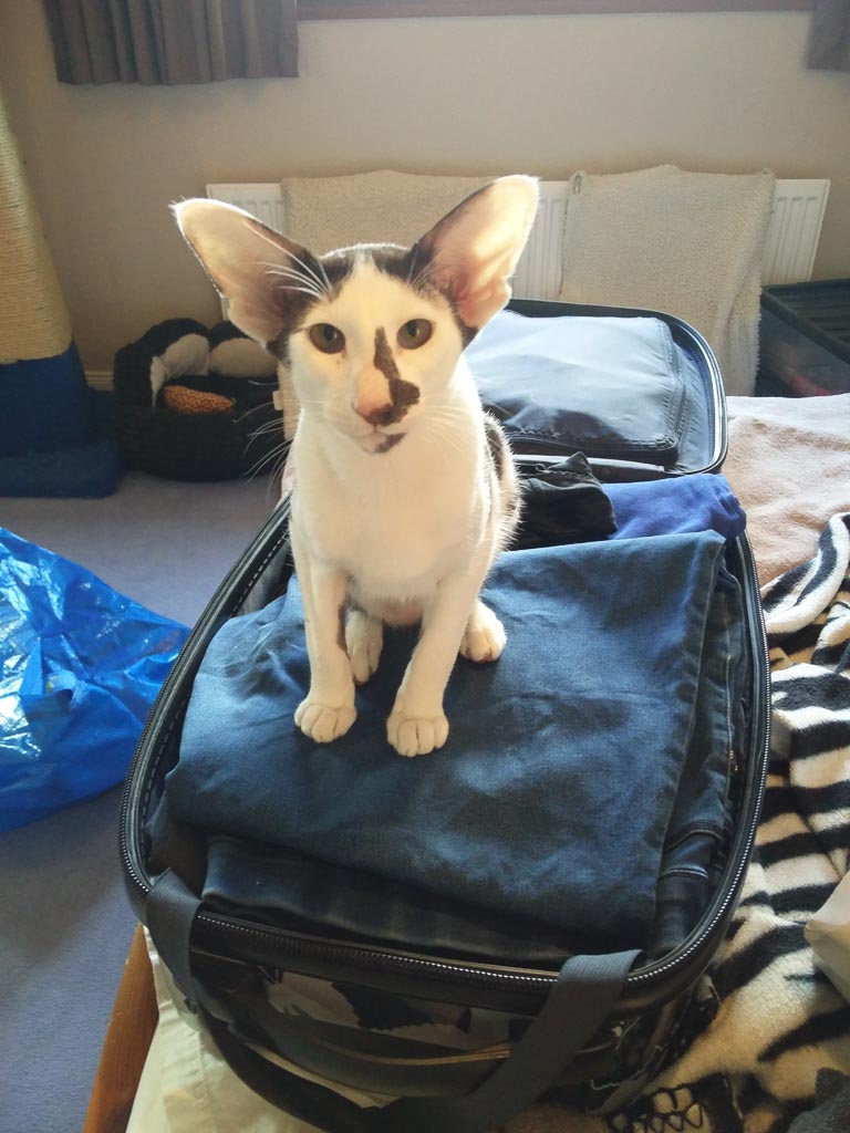 ATHELSTAN SHUNRAS-LEIBLING